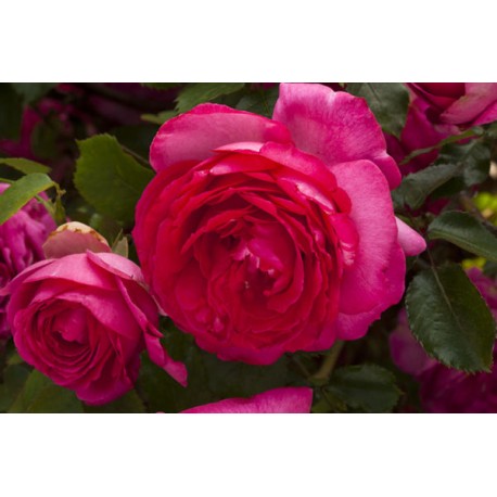 Pink Eden Rose®