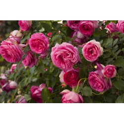 Pink Eden Rose®