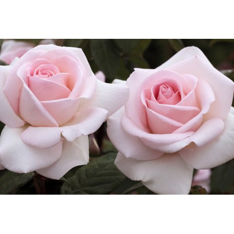 Prince Jardinier® Ogromne, pełne, kwiaty, delikatnie różowej barwy, bardzo intensywnie pachnące. Niski krzew.