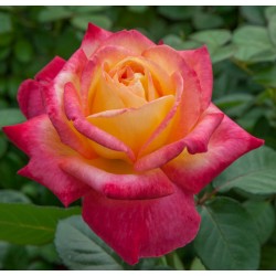 Pullman Orient Ekspress®