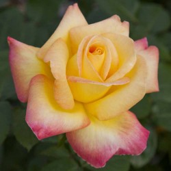 Pullman Orient Ekspress®