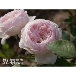 Desdemona™ (Auskindling) Duże, pełne, kielichowe kwiaty, kremowej barwy, intensywnie pachnące. Niski krzew.