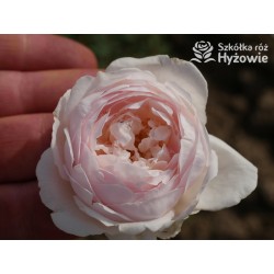 Desdemona™ (Auskindling) Duże, pełne, kielichowe kwiaty, kremowej barwy, intensywnie pachnące. Niski krzew.