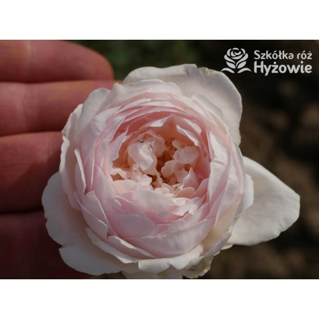 Desdemona™ (Auskindling) Duże, pełne, kielichowe kwiaty, kremowej barwy, intensywnie pachnące. Niski krzew.