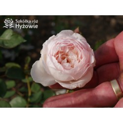 Desdemona™ (Auskindling) Duże, pełne, kielichowe kwiaty, kremowej barwy, intensywnie pachnące. Niski krzew.