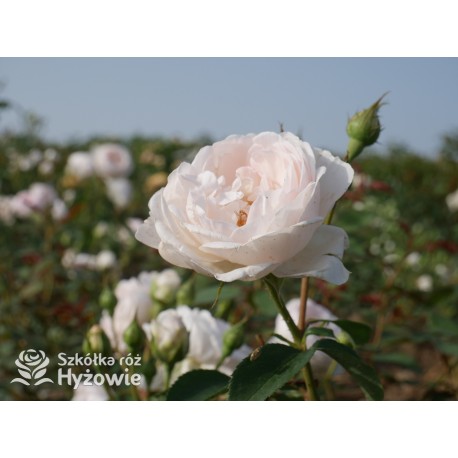 Desdemona™ (Auskindling) Duże, pełne, kielichowe kwiaty, kremowej barwy, intensywnie pachnące. Niski krzew.