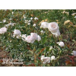 Desdemona™ (Auskindling) Duże, pełne, kielichowe kwiaty, kremowej barwy, intensywnie pachnące. Niski krzew.