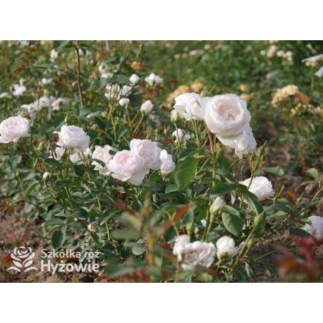 Desdemona™ (Auskindling) Duże, pełne, kielichowe kwiaty, kremowej barwy, intensywnie pachnące. Niski krzew.