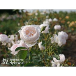 Desdemona™ (Auskindling) Duże, pełne, kielichowe kwiaty, kremowej barwy, intensywnie pachnące. Niski krzew.