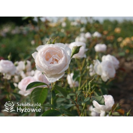 Desdemona™ (Auskindling) Duże, pełne, kielichowe kwiaty, kremowej barwy, intensywnie pachnące. Niski krzew.