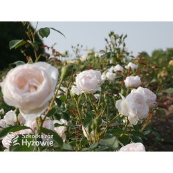 Desdemona™ (Auskindling) Duże, pełne, kielichowe kwiaty, kremowej barwy, intensywnie pachnące. Niski krzew.