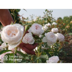 Desdemona™ (Auskindling) Duże, pełne, kielichowe kwiaty, kremowej barwy, intensywnie pachnące. Niski krzew.