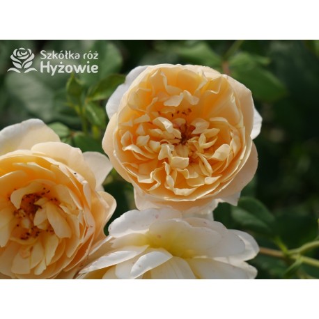 Roald Dahl™ (Ausowlish) Pokaźny kwiat, rozetkowy układ kwiatów, herbaciana barwa, mocno pachnące. Niski krzew.