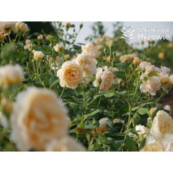 Roald Dahl™ (Ausowlish) Pokaźny kwiat, rozetkowy układ kwiatów, herbaciana barwa, mocno pachnące. Niski krzew.