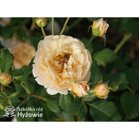 Roald Dahl™ (Ausowlish) Pokaźny kwiat, rozetkowy układ kwiatów, herbaciana barwa, mocno pachnące. Niski krzew.