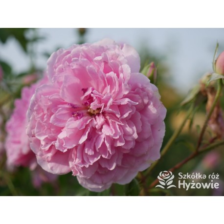 Harlow Carr™ (Aushouse) Duże kwiaty, nabity płatkami, różowej barwy, Bardzo mocno pachnący. Niski krzew.