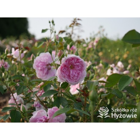 Harlow Carr™ (Aushouse) Duże kwiaty, nabity płatkami, różowej barwy, Bardzo mocno pachnący. Niski krzew.