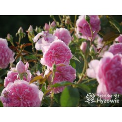 Harlow Carr™ (Aushouse) Duże kwiaty, nabity płatkami, różowej barwy, Bardzo mocno pachnący. Niski krzew.
