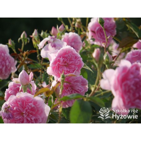 Harlow Carr™ (Aushouse) Duże kwiaty, nabity płatkami, różowej barwy, Bardzo mocno pachnący. Niski krzew.
