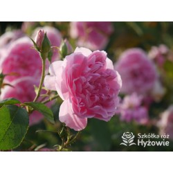 Harlow Carr™ (Aushouse) Duże kwiaty, nabity płatkami, różowej barwy, Bardzo mocno pachnący. Niski krzew.