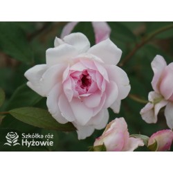 Mortimer Sackler™ (Ausorts) Średniej wielkości kwiaty, duża ilość płatków, delikatnie różowej barwy, mocno pachnące.Wysoki krzew