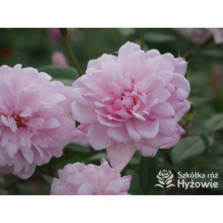 Mortimer Sackler™ (Ausorts) Średniej wielkości kwiaty, duża ilość płatków, delikatnie różowej barwy, mocno pachnące.Wysoki krzew