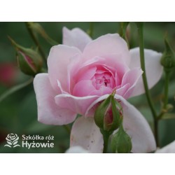 Mortimer Sackler™ (Ausorts) Średniej wielkości kwiaty, duża ilość płatków, delikatnie różowej barwy, mocno pachnące.Wysoki krzew