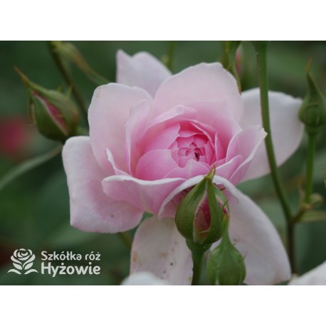 Mortimer Sackler™ (Ausorts) Średniej wielkości kwiaty, duża ilość płatków, delikatnie różowej barwy, mocno pachnące.Wysoki krzew