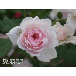 Mortimer Sackler™ (Ausorts) Średniej wielkości kwiaty, duża ilość płatków, delikatnie różowej barwy, mocno pachnące.Wysoki krzew