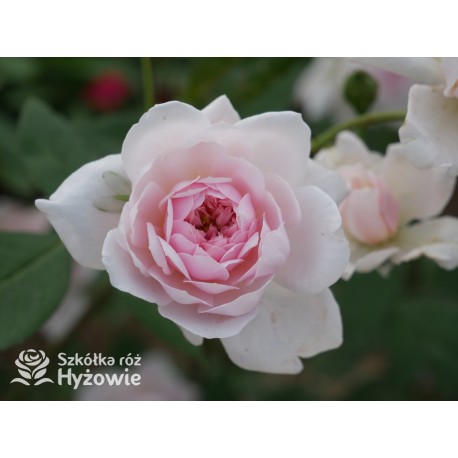 Mortimer Sackler™ (Ausorts) Średniej wielkości kwiaty, duża ilość płatków, delikatnie różowej barwy, mocno pachnące.Wysoki krzew