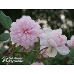 Mortimer Sackler™ (Ausorts) Średniej wielkości kwiaty, duża ilość płatków, delikatnie różowej barwy, mocno pachnące.Wysoki krzew