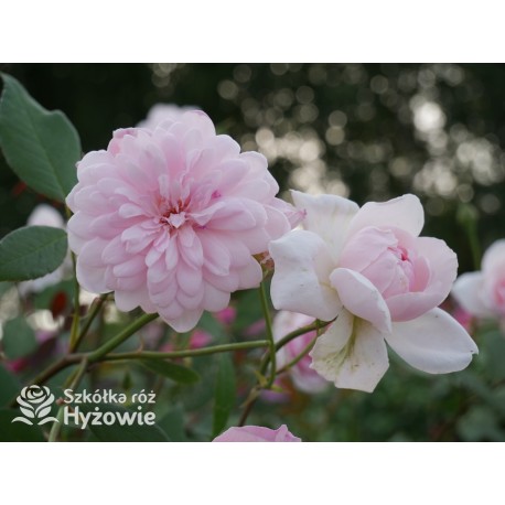 Mortimer Sackler™ (Ausorts) Średniej wielkości kwiaty, duża ilość płatków, delikatnie różowej barwy, mocno pachnące.Wysoki krzew