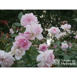 Mortimer Sackler™ (Ausorts) Średniej wielkości kwiaty, duża ilość płatków, delikatnie różowej barwy, mocno pachnące.Wysoki krzew