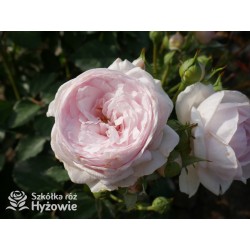 Olivia Rose Austin™ (Ausmixture) Duże, rozetkowe kwiaty, jasnoróżowej barwy, bardzo intensywnie pachną. Niski krzew.