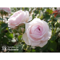 Olivia Rose Austin™ (Ausmixture) Duże, rozetkowe kwiaty, jasnoróżowej barwy, bardzo intensywnie pachną. Niski krzew.