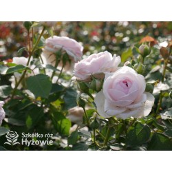 Olivia Rose Austin™ (Ausmixture) Duże, rozetkowe kwiaty, jasnoróżowej barwy, bardzo intensywnie pachną. Niski krzew.