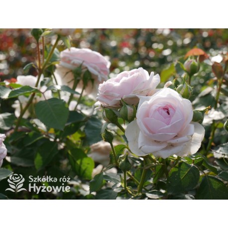 Olivia Rose Austin™ (Ausmixture) Duże, rozetkowe kwiaty, jasnoróżowej barwy, bardzo intensywnie pachną. Niski krzew.