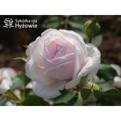 Olivia Rose Austin™ (Ausmixture) Duże, rozetkowe kwiaty, jasnoróżowej barwy, bardzo intensywnie pachną. Niski krzew.