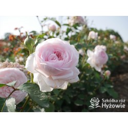 Olivia Rose Austin™ (Ausmixture) Duże, rozetkowe kwiaty, jasnoróżowej barwy, bardzo intensywnie pachną. Niski krzew.