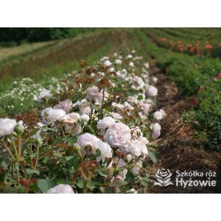 Olivia Rose Austin™ (Ausmixture) Duże, rozetkowe kwiaty, jasnoróżowej barwy, bardzo intensywnie pachną. Niski krzew.