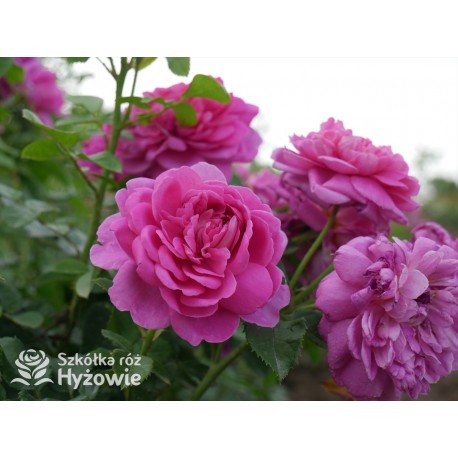 Princess Anne™ (Auskitchen) Duże, pełne kwiaty, ciemnoróżowej barwy, bardzo mocno pachnąca. Lśniące liście. Niski krzew.