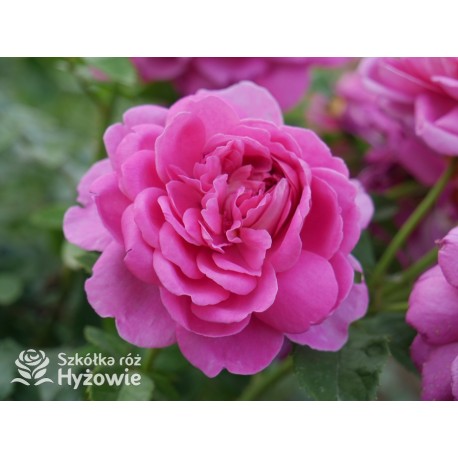 Princess Anne™ (Auskitchen) Duże, pełne kwiaty, ciemnoróżowej barwy, bardzo mocno pachnąca. Lśniące liście. Niski krzew.