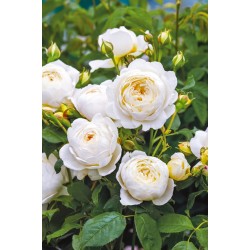 Claire Austin™ (Ausprior) Duże, nabite płatkami kwiaty, kremowej barwy,  bardzo intensywnie pachnące. Wysoki krzew.