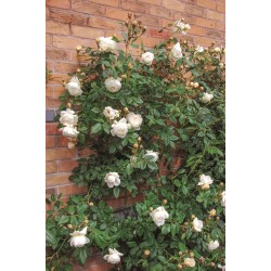 Claire Austin™ (Ausprior) Duże, nabite płatkami kwiaty, kremowej barwy,  bardzo intensywnie pachnące. Wysoki krzew.