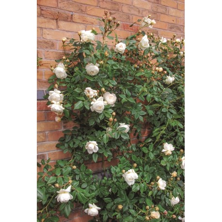 Claire Austin™ (Ausprior) Duże, nabite płatkami kwiaty, kremowej barwy,  bardzo intensywnie pachnące. Wysoki krzew.