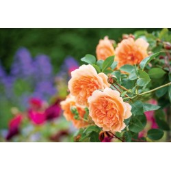 Dame Judi Dench™ (Ausquaker) Okazałe, nabite płatkami kwiaty, herbacianej barwy, intensywnie pachnące. Niski krzew.