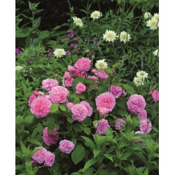 Gertrude Jekyll™ (Ausbord) Duże , szczelnie nabite płatkami kwiaty, ciemnoróżowej barwy, bardzo intensywnie pachnące. Niskie krz