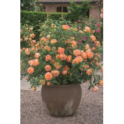 Lady of Shalott™ (Ausnyson) Okazałe, nabite płatkami kwiaty, ciepłej herbacianej barwy, intensywnie pachnące. Lśniący liść. Nisk