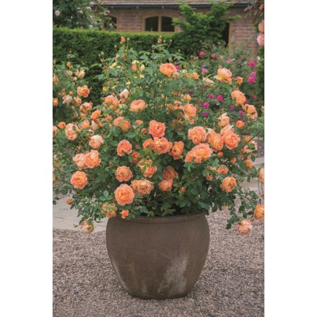 Lady of Shalott™ (Ausnyson) Okazałe, nabite płatkami kwiaty, ciepłej herbacianej barwy, intensywnie pachnące. Lśniący liść. Nisk