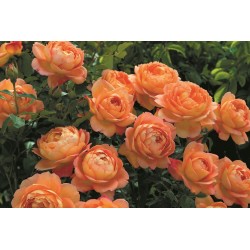 Lady of Shalott™ (Ausnyson) Okazałe, nabite płatkami kwiaty, ciepłej herbacianej barwy, intensywnie pachnące. Lśniący liść. Nisk